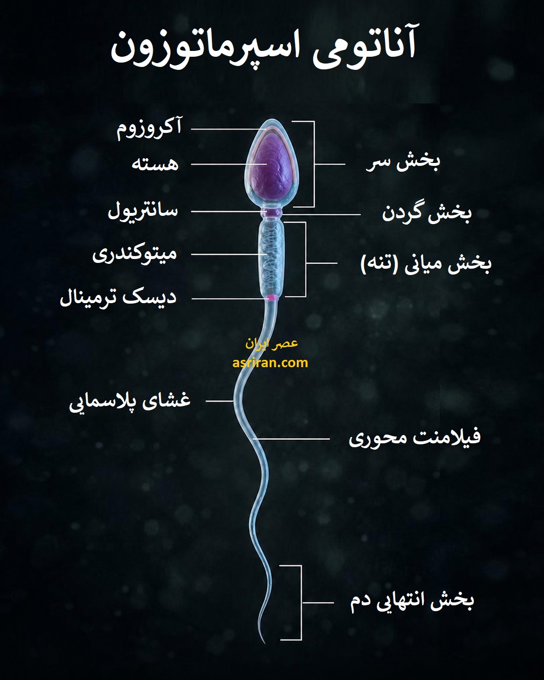 اینفوگرافیک آناتومی اسپرماتوزون
