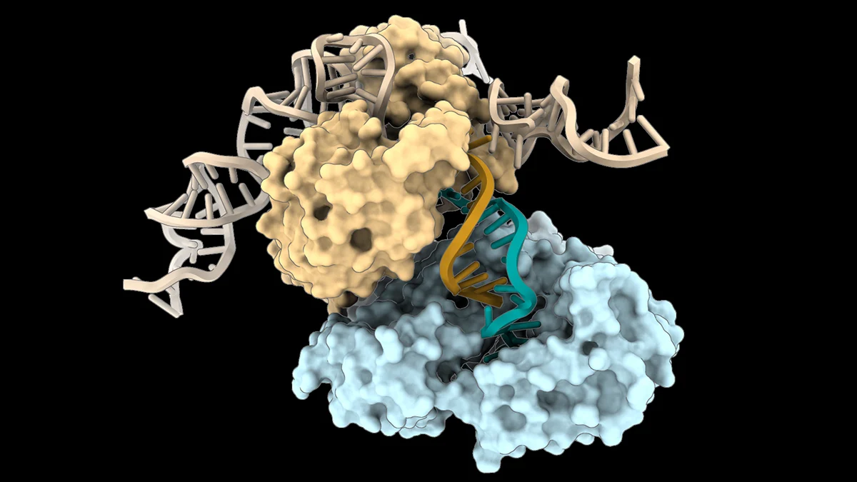 DRT3 یک سیستم دفاعی در باکتری ها است که شامل چند پروتئین و یک RNA غیرکدکننده است و به آن ها کمک می کند در برابر ویروس ها مقاومت نشان دهند و در برخی شرایط می تواند در فرایند ساخت DNA نقش غیرمعمولی داشته باشد.