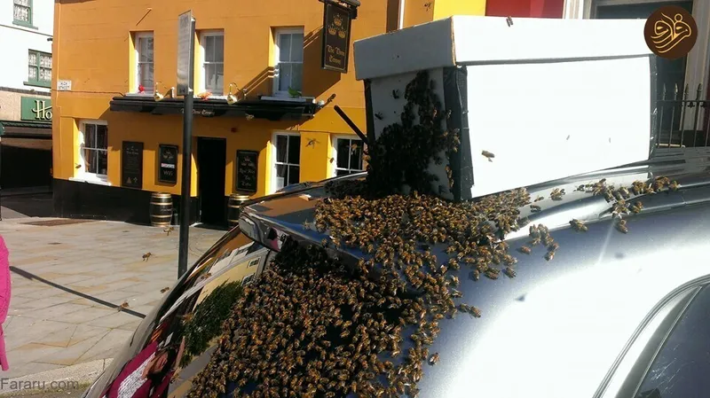 زنبور