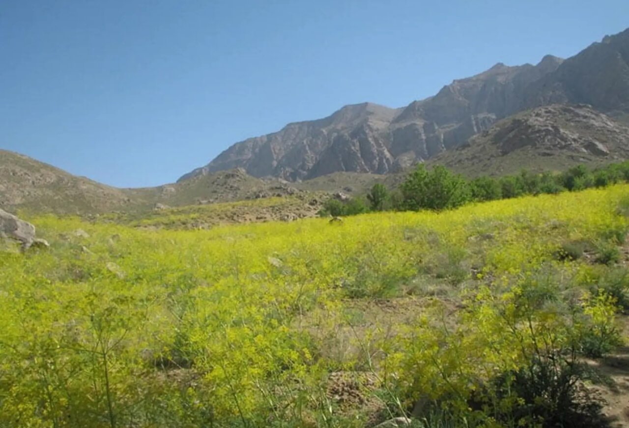دامنه های شیرکوه دامنه های شیرکوه