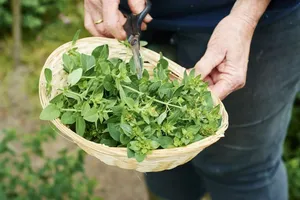 کاربرد پودر اورگانو در آشپزی