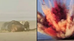 عجیب‌ترین عملیات سال ۱۹۷۰؛ وقتی یک نهنگ ۸ تنی را با دینامیت منفجر کردند!