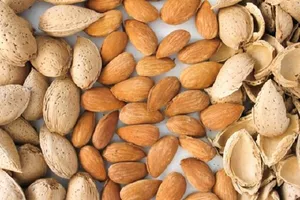 خوراکی محبوب با ارزش تغذیه‌ای بالا و اهمیت کشاورزی